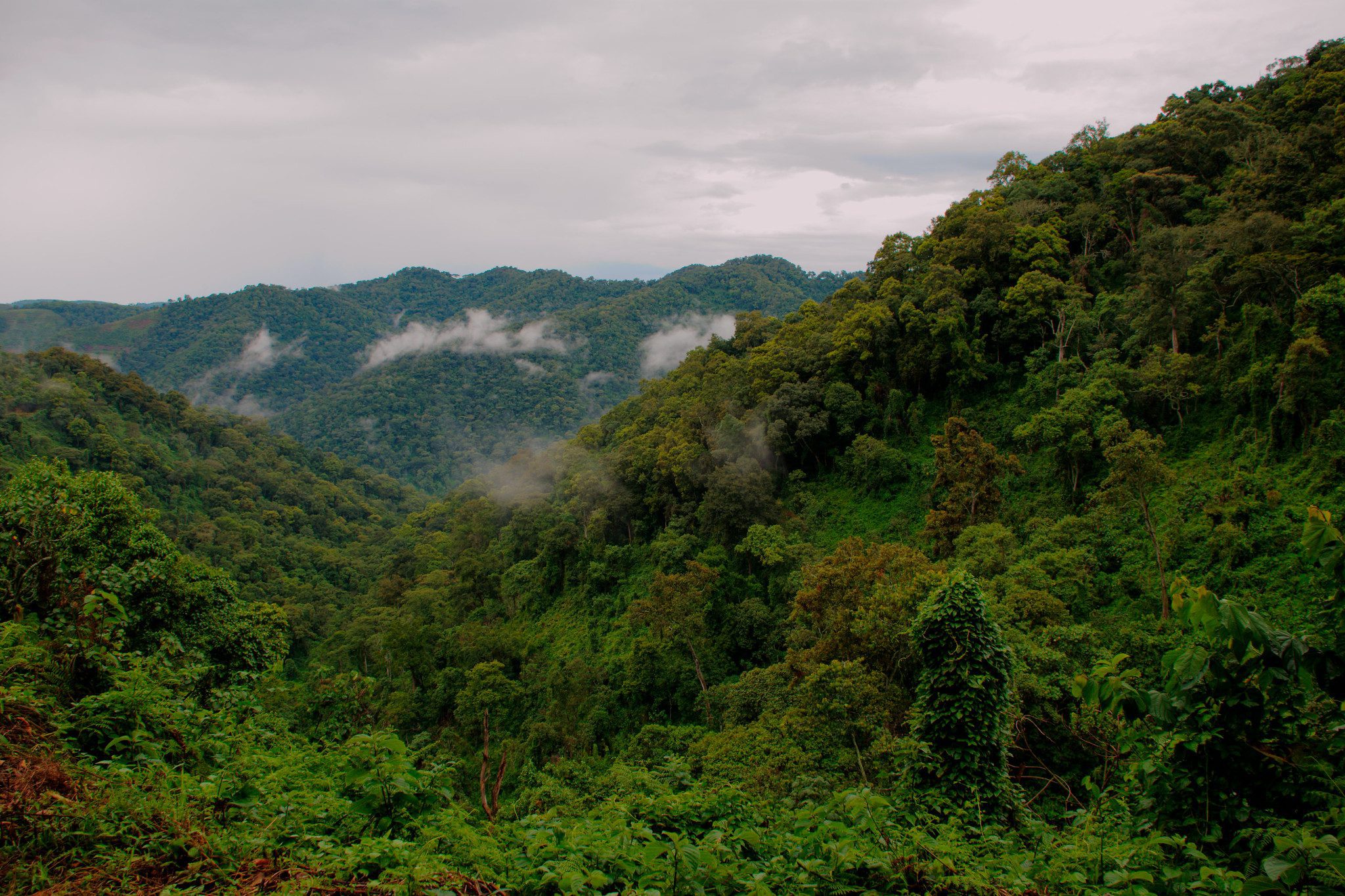 Bwindi