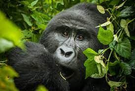 Bwindi