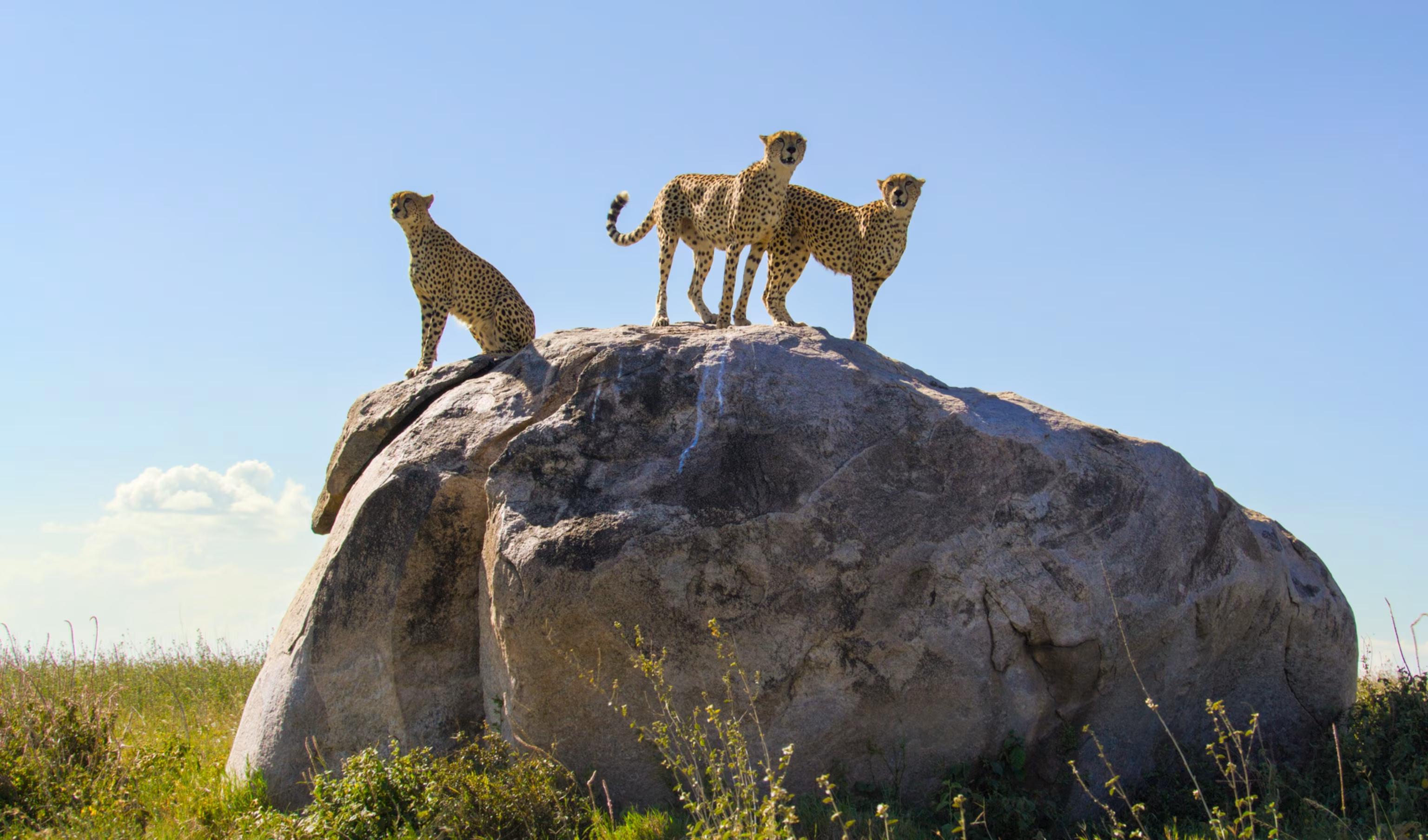 Serengeti