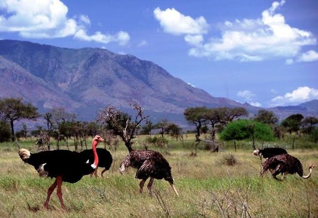 Kidepo