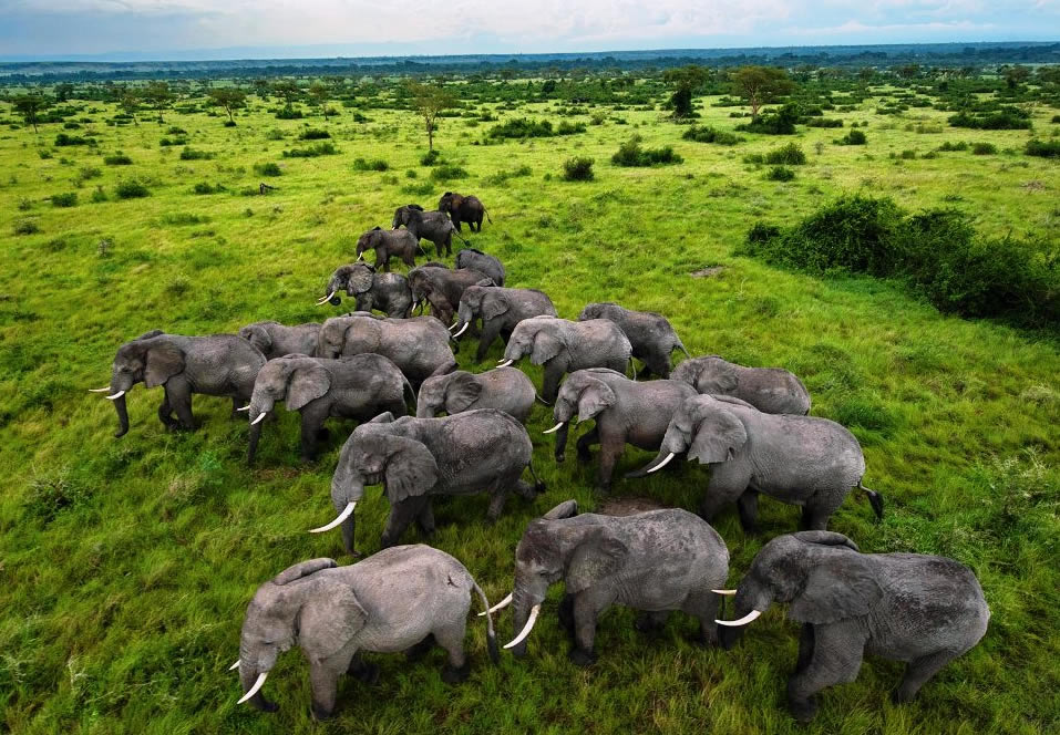 African Beasts