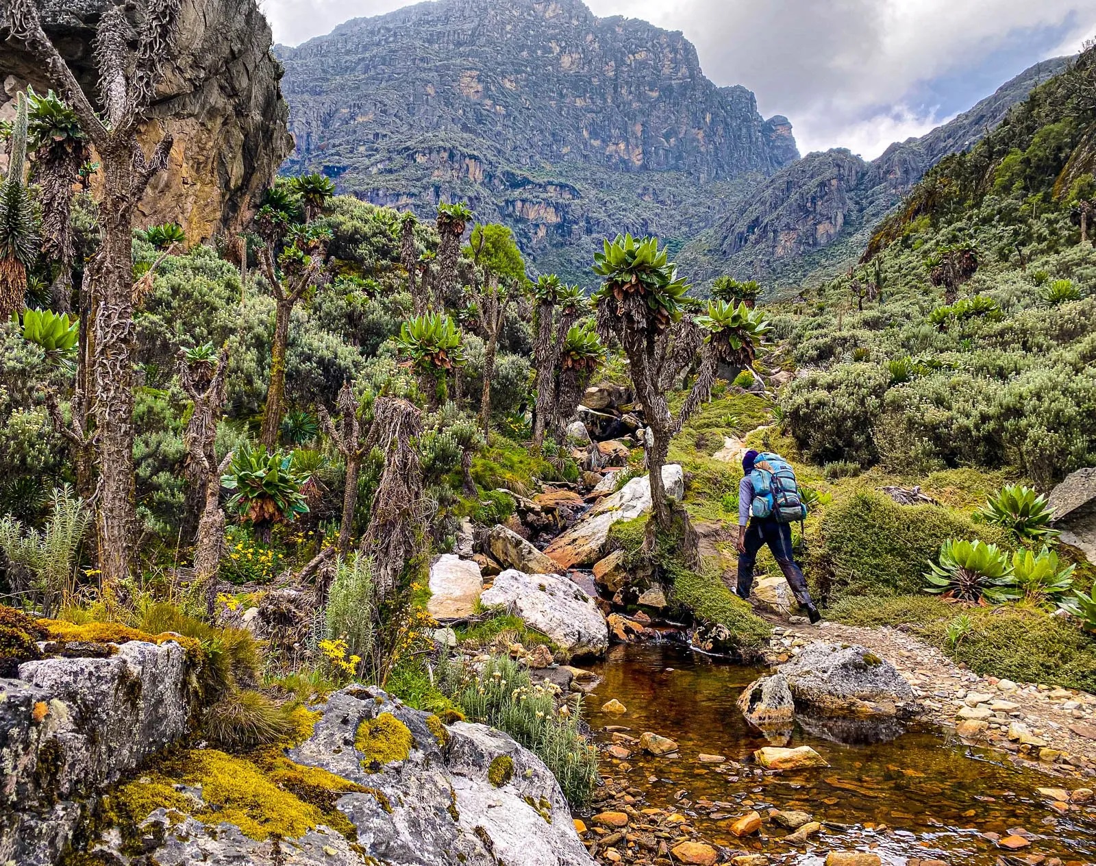 Rwenzori